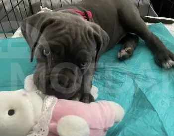 Კანე კორსო სუფთა სისხლის 1 თვის და 7 დღის თბილისი - photo 2