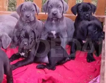 Კანე კორსო სუფთა სისხლის 1 თვის და 7 დღის თბილისი - photo 4