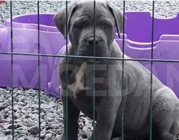 First class Kanecorso puppies Tbilisi - photo 2