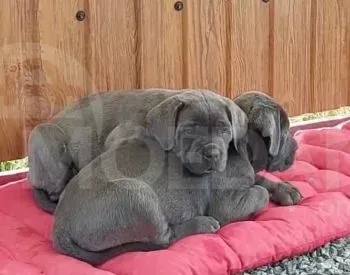 First class Kanecorso puppies Tbilisi - photo 3