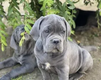 Საგამოფენო დონის მაღალი ხარისხის კანეკორსოს ლეკვები თბილისი - photo 1