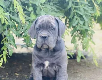 Საგამოფენო დონის მაღალი ხარისხის კანეკორსოს ლეკვები თბილისი - photo 3