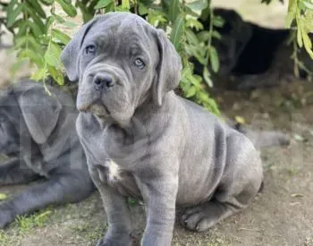 Საგამოფენო დონის მაღალი ხარისხის კანეკორსოს ლეკვები თბილისი - photo 4