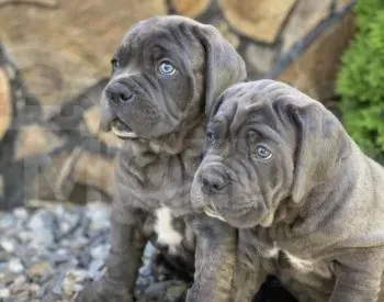 Საგამოფენო დონის მაღალი ხარისხის კანეკორსოს ლეკვები თბილისი - photo 2