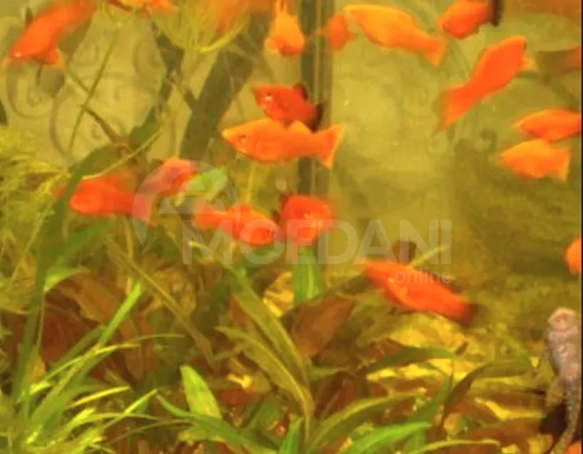 Рыбы и аквариумы Тбилиси - изображение 9