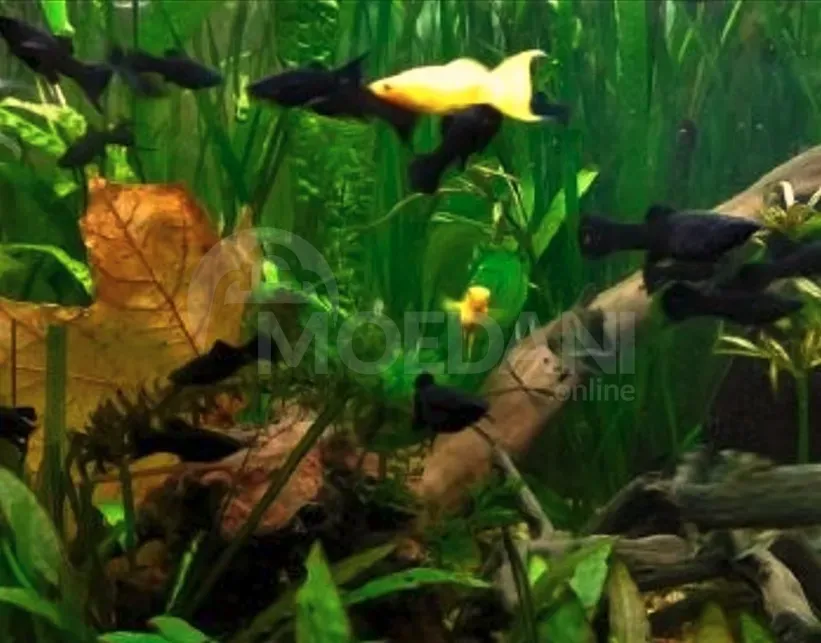 Рыбы и аквариумы Тбилиси - изображение 6