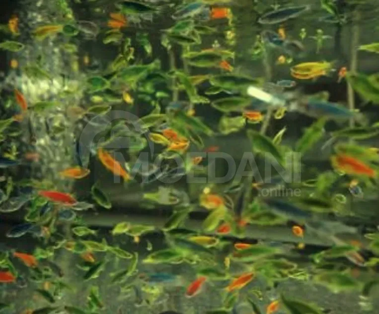 Рыбы и аквариумы Тбилиси - изображение 4