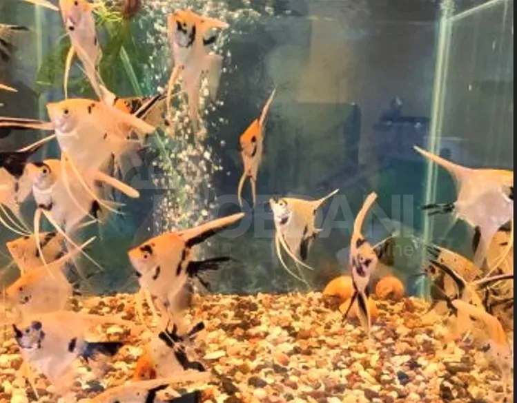 Рыбы и аквариумы Тбилиси - изображение 1