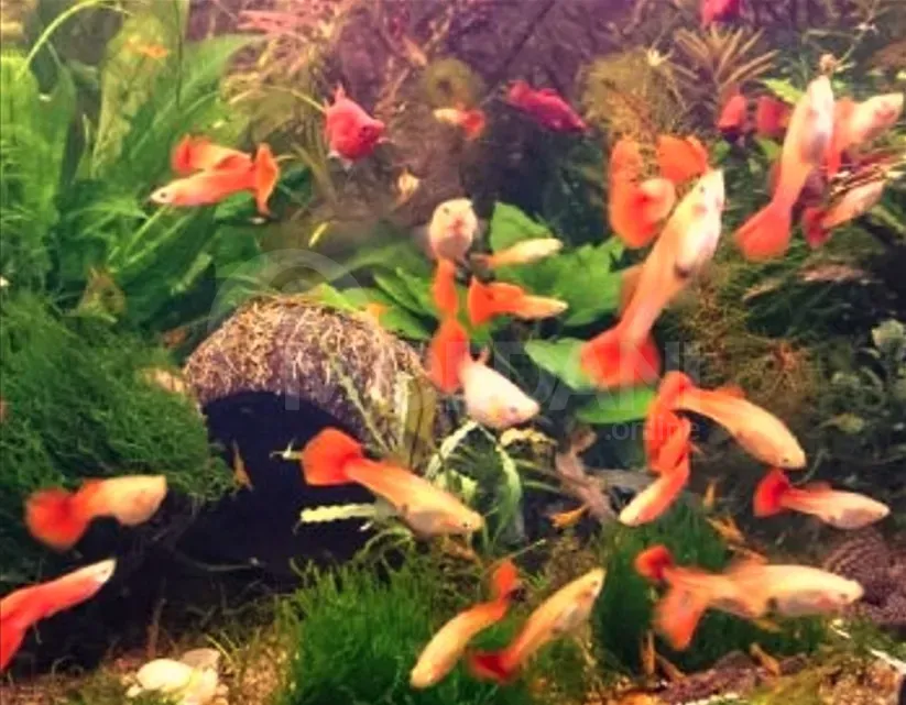 Рыбы и аквариумы Тбилиси - изображение 2