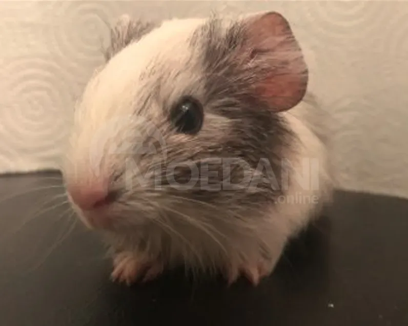 Ежики, морские свинки и кролики Тбилиси - изображение 9