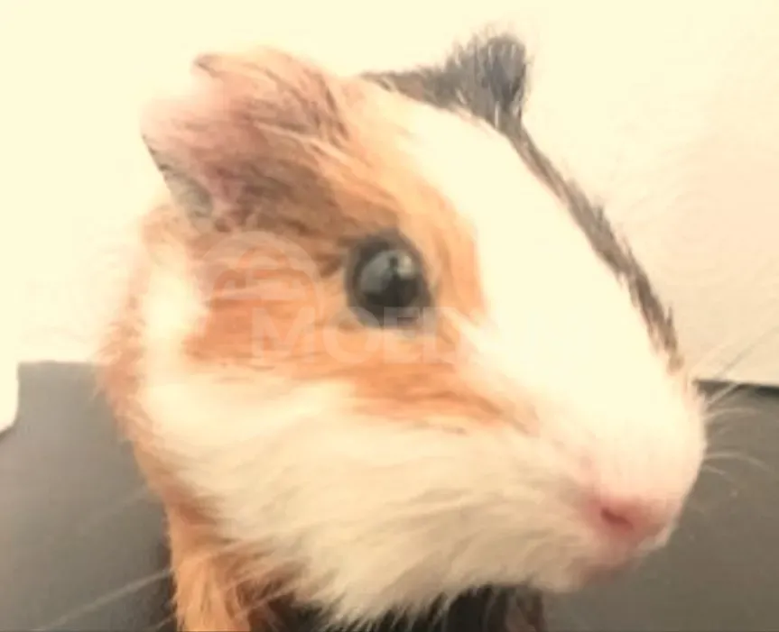 Ежики, морские свинки и кролики Тбилиси - изображение 10