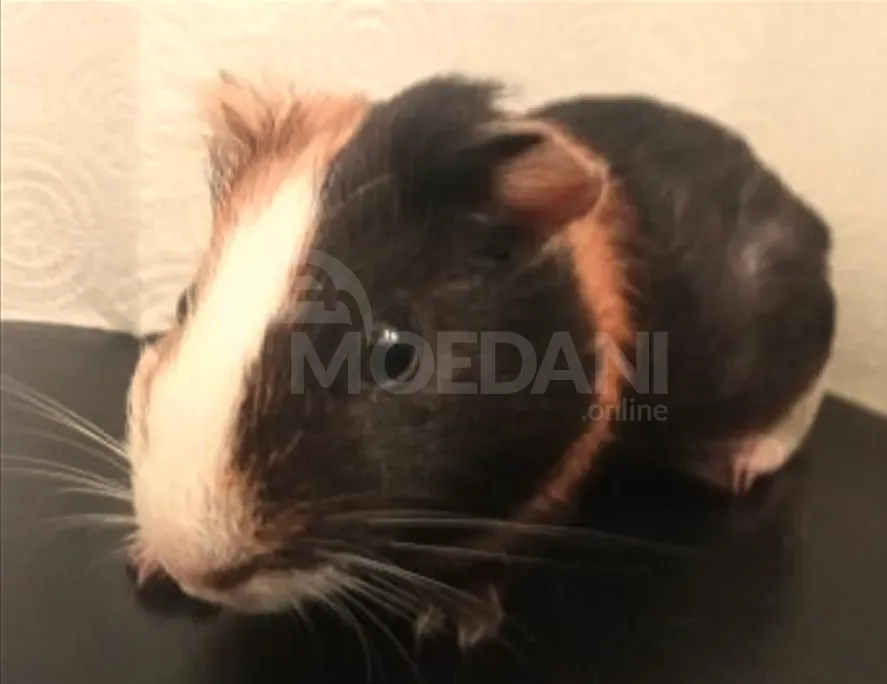 Ежики, морские свинки и кролики Тбилиси - изображение 5