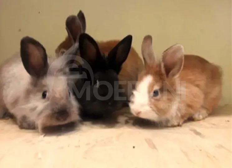 Ежики, морские свинки и кролики Тбилиси - изображение 4