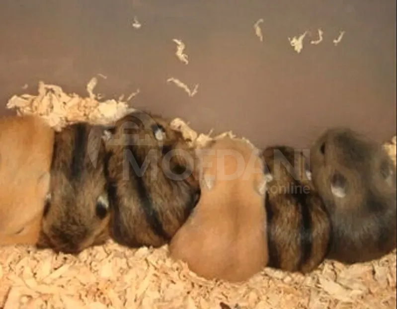 Ежики, морские свинки и кролики Тбилиси - изображение 2