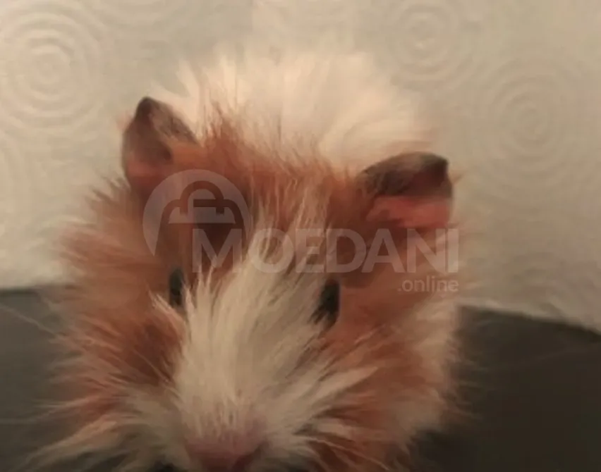 Ежики, морские свинки и кролики Тбилиси - изображение 7