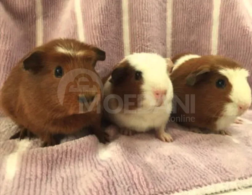 Ზღვის გოჭები თბილისი - photo 6