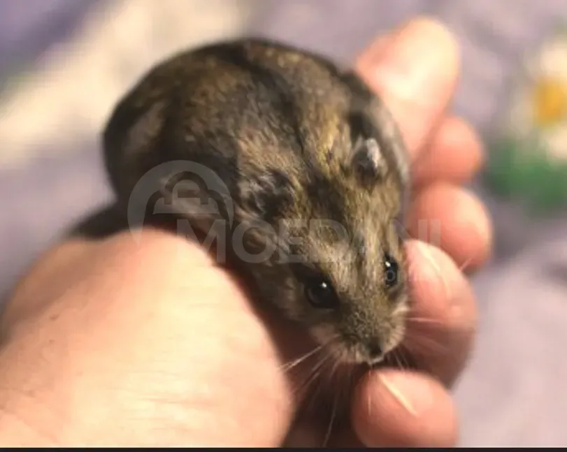 Ზღვის გოჭები თბილისი - photo 4