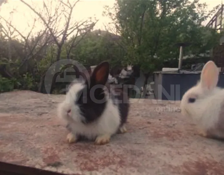 Карликовые кролики (мелкая порода) Тбилиси - изображение 4