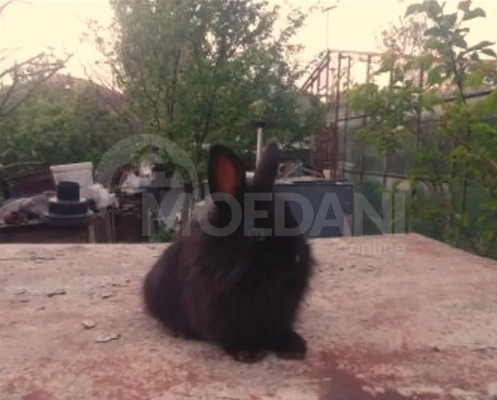 Карликовые кролики (мелкая порода) Тбилиси - изображение 5