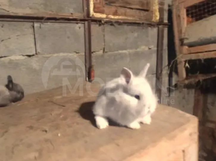 Ჯuja decorative small breed of rabbits Tbilisi - photo 3