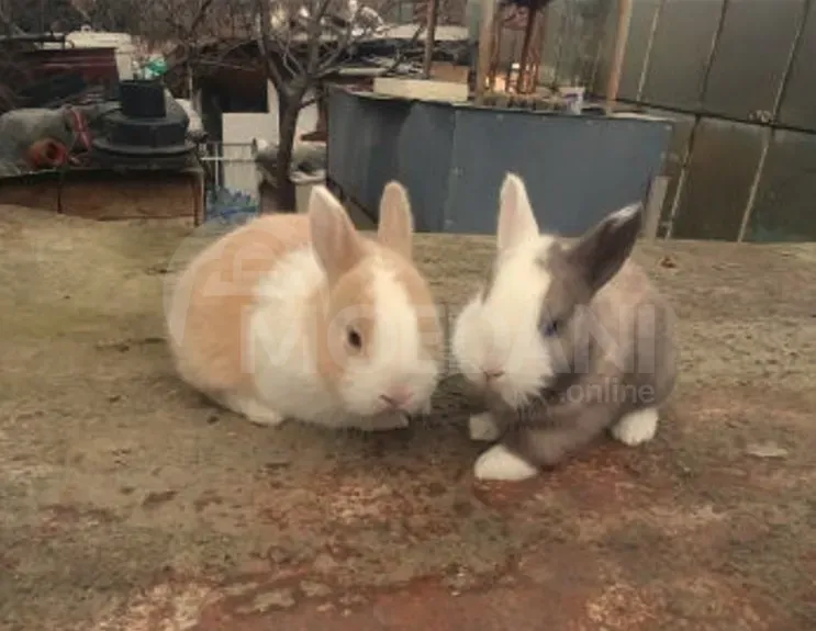 Ჯuja decorative small breed of rabbits Tbilisi - photo 4