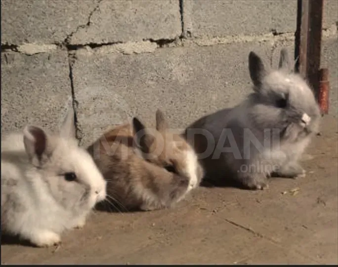 Ჯuja decorative small breed of rabbits Tbilisi - photo 7