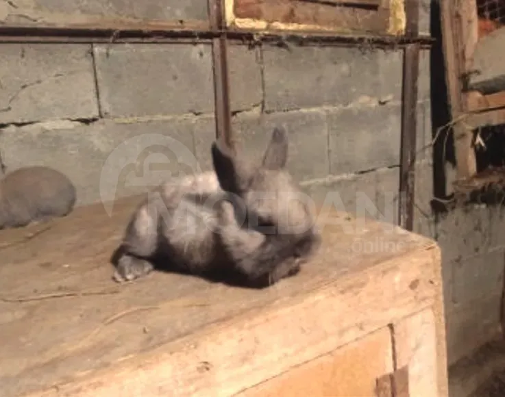 Ჯuja decorative small breed of rabbits Tbilisi - photo 2