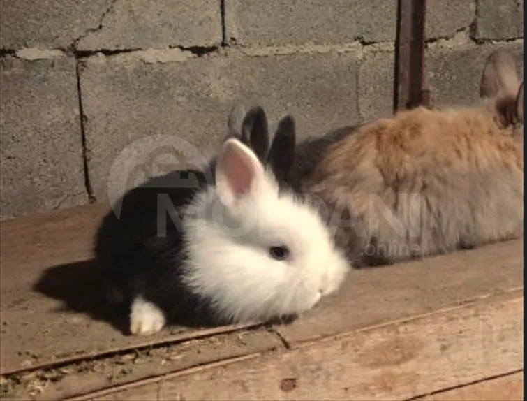 Ჯuja decorative small breed of rabbits Tbilisi - photo 5