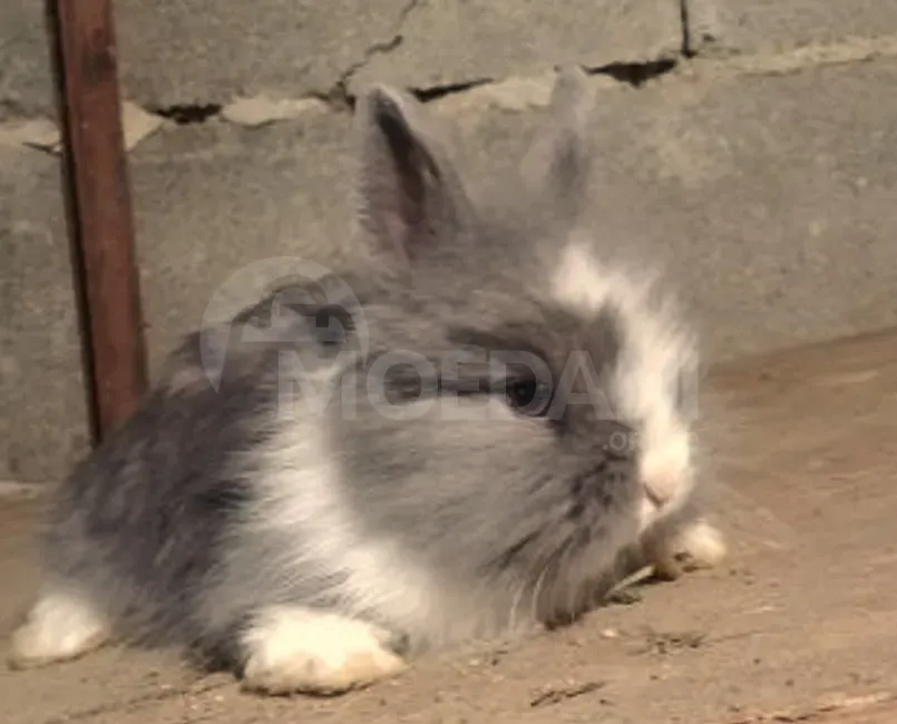 Ჯuja decorative small breed of rabbits Tbilisi - photo 6