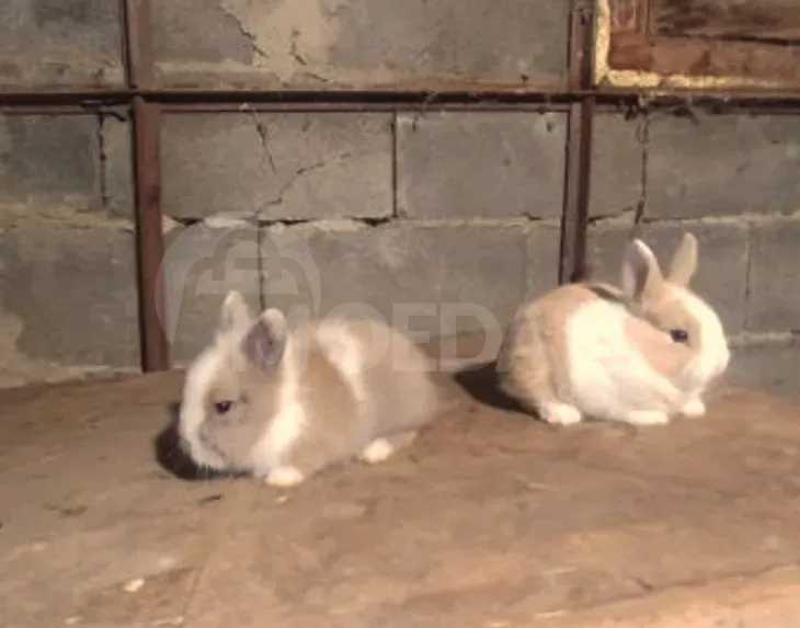 Ჯuja decorative small breed of rabbits Tbilisi - photo 1