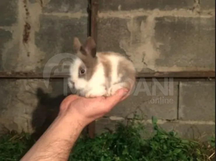 , , სასაჩუქრე პატარა ჯიშის დეკორატიული ჯუჯა კარლიკი , , თბილისი - photo 3