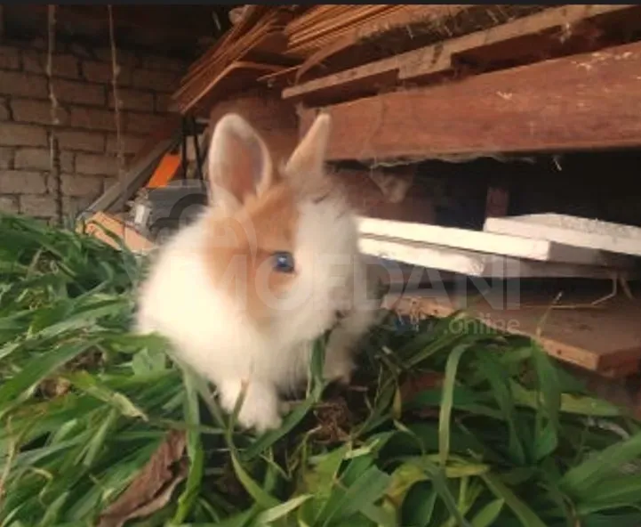 Кролики – подарок маленькой породы европейской породы. Тбилиси - изображение 1