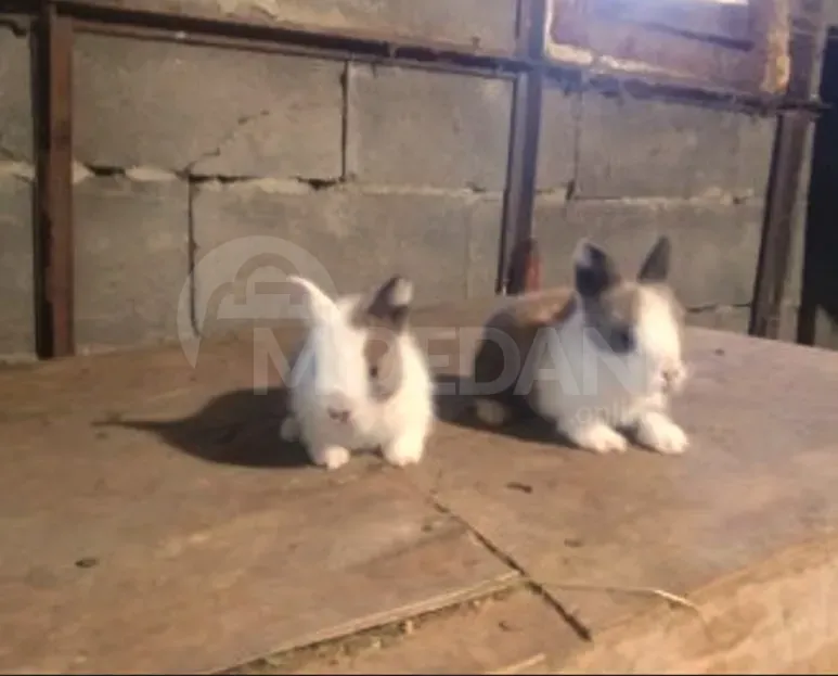 Кролики – подарок маленькой породы европейской породы. Тбилиси - изображение 2