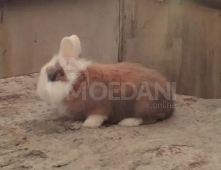 Кролики – подарок маленькой породы европейской породы. Тбилиси - изображение 5