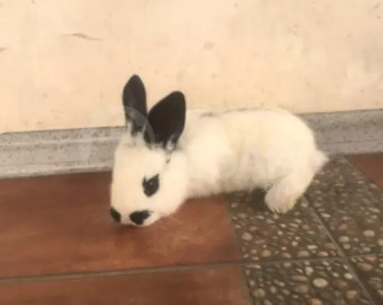 Подарочные кролики Тбилиси - изображение 6