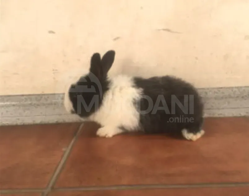 Подарочные кролики Тбилиси - изображение 10