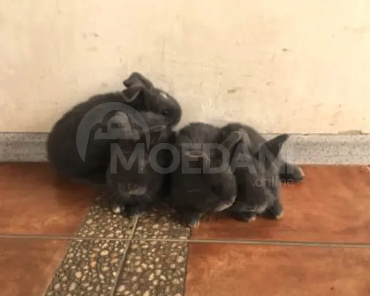 Подарочные кролики Тбилиси - изображение 3