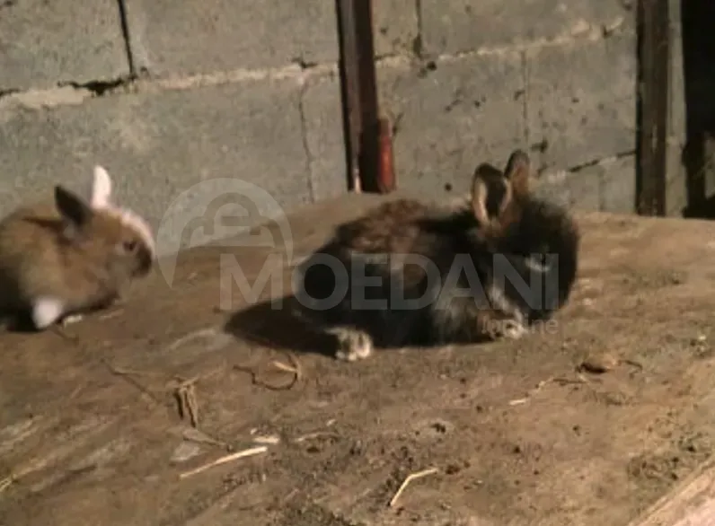 Подарочные (карликовые) кролики европейской породы разных окрасов. Тбилиси - изображение 10