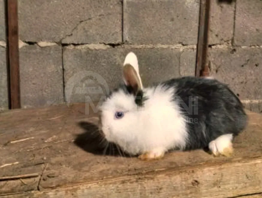Подарочные (карликовые) кролики европейской породы разных окрасов. Тбилиси - изображение 8