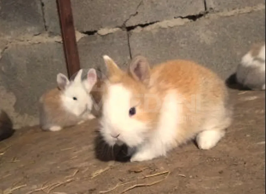 Подарочные (карликовые) кролики европейской породы разных окрасов. Тбилиси - изображение 6