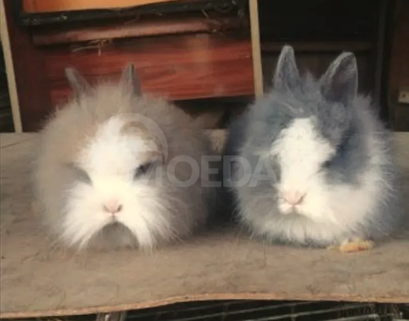 Ჯuja small variety of different types of gift decoration Tbilisi - photo 3