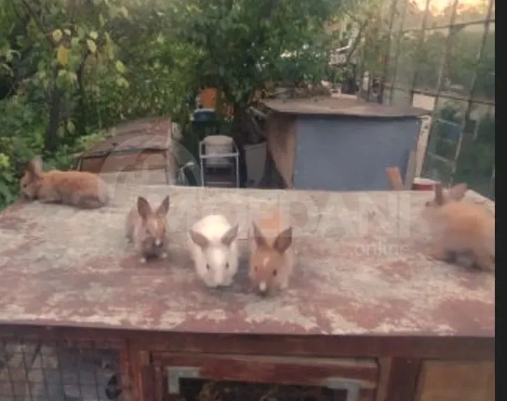 Ჯuja small variety of different types of gift decoration Tbilisi - photo 7