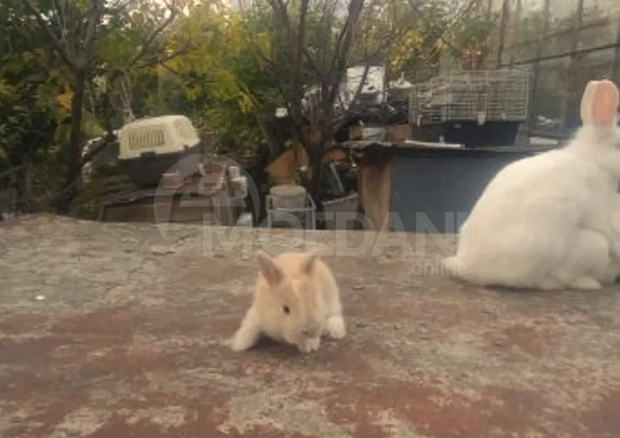 Ჯuja small variety of different types of gift decoration Tbilisi - photo 6