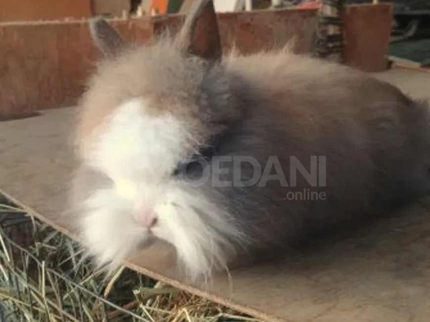 Ჯuja small variety of different types of gift decoration Tbilisi - photo 4