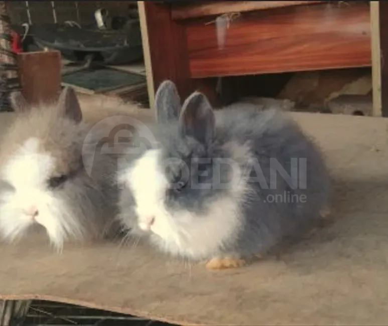 Ჯuja small variety of different types of gift decoration Tbilisi - photo 5