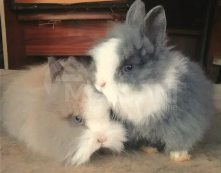 Ჯuja small variety of different types of gift decoration Tbilisi - photo 1