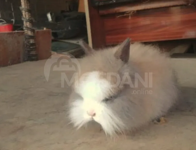 Ჯuja small variety of different types of gift decoration Tbilisi - photo 2