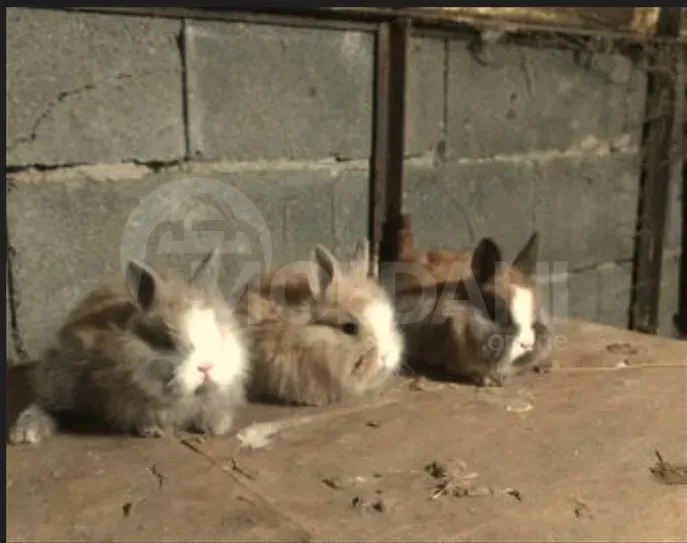 Gift (dwarf rabbits) decorative dwarf Tbilisi - photo 9