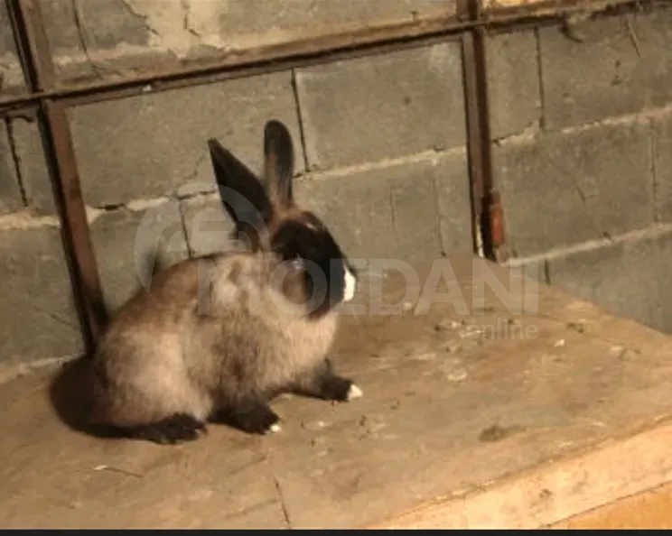 Gift (dwarf rabbits) decorative dwarf Tbilisi - photo 8