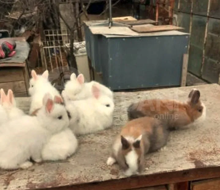 Gift (dwarf rabbits) decorative dwarf Tbilisi - photo 5